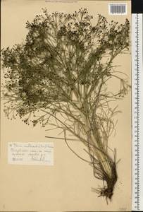 Trinia multicaulis (Poir.) Schischk., Eastern Europe, North Ukrainian region (E11) (Ukraine)