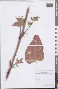Atriplex hortensis L., Eastern Europe, Eastern region (E10) (Russia)