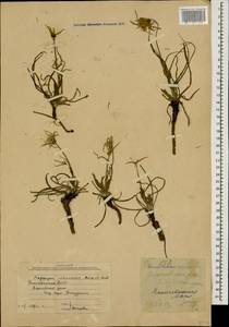 Tragopogon reticulatus Boiss. & A. Huet, Caucasus, Azerbaijan (K6) (Azerbaijan)