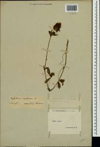 Trifolium medium L., Crimea (KRYM) (Russia)