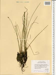 Eleocharis mamillata (H.Lindb.) H.Lindb., Eastern Europe, Moscow region (E4a) (Russia)