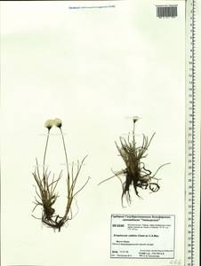 Eriophorum callitrix Cham. ex C.A.Mey., Siberia, Central Siberia (S3) (Russia)