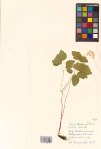 Thalictrum filamentosum Maxim., Siberia, Russian Far East (S6) (Russia)