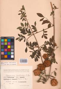 Glycyrrhiza echinata L., Eastern Europe, Eastern region (E10) (Russia)