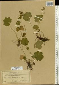 Alchemilla heptagona Juz., Eastern Europe, Moscow region (E4a) (Russia)