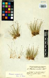 Eleocharis acicularis (L.) Roem. & Schult., Siberia, Baikal & Transbaikal region (S4) (Russia)