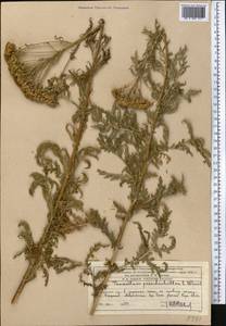 Lepidolopsis pseudoachillea (C. Winkl.) P. Poljakov, Middle Asia, Western Tian Shan & Karatau (M3) (Kazakhstan)