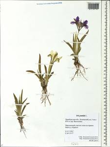 Iris pumila L., Eastern Europe, Eastern region (E10) (Russia)