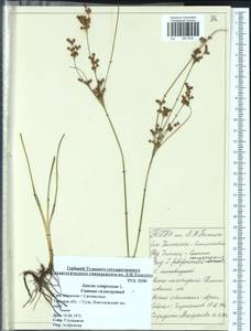 Juncus compressus Jacq., Eastern Europe, Central region (E4) (Russia)