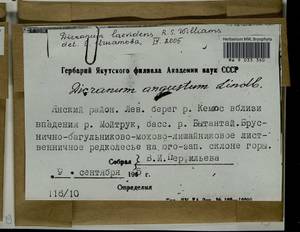 Dicranum laevidens R.S. Williams, Bryophytes, Bryophytes - Yakutia (B19) (Russia)