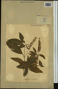 Phytolacca americana L., Western Europe (EUR) (Italy)