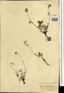 Potentilla nivea L., Mongolia (MONG) (Mongolia)