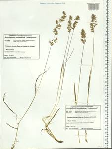 Trisetum sibiricum Rupr., Siberia, Central Siberia (S3) (Russia)