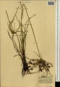 Cyperus cyperoides (L.) Kuntze, Africa (AFR) (Guinea)