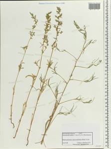 Petrosimonia oppositifolia (Pall.) Litv., Eastern Europe, Rostov Oblast (E12a) (Russia)