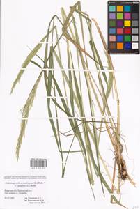 Calamagrostis acutiflora (Schrad.) DC., Eastern Europe, Western region (E3) (Russia)