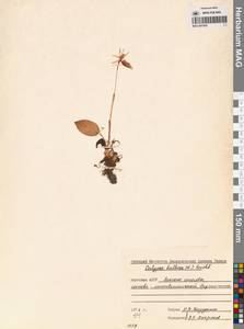 Calypso bulbosa (L.) Oakes, Siberia, Yakutia (S5) (Russia)