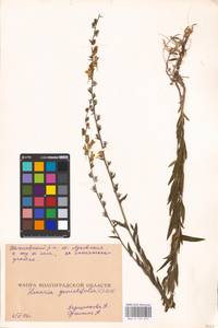 MHA 0 159 251, Linaria genistifolia (L.) Mill., Eastern Europe, Lower Volga region (E9) (Russia)