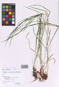 Carex tomentosa L., Eastern Europe, Western region (E3) (Russia)