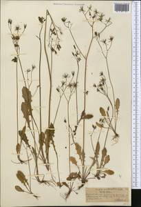 Crepis multicaulis Ledeb., Middle Asia, Northern & Central Tian Shan (M4) (Kazakhstan)