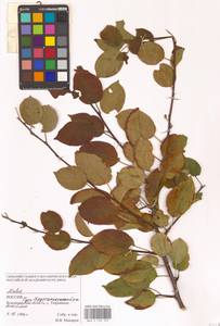 Malus, Eastern Europe, Central region (E4) (Russia)