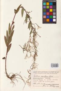 Epilobium parviflorum Schreb., Eastern Europe, Central region (E4) (Russia)