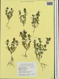 Vicia lentoides (Ten.) Coss. & Germ., Crimea (KRYM) (Russia)