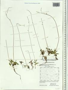 Micranthes foliolosa (R. Br.) Gornall, Siberia, Russian Far East (S6) (Russia)