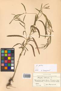 Atriplex patens (Litv.) Iljin, Siberia, Russian Far East (S6) (Russia)