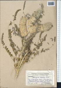 Astragalus alopecias Pall., Middle Asia, Western Tian Shan & Karatau (M3) (Kazakhstan)