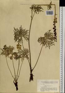 Aconitum barbatum Pers., Siberia, Baikal & Transbaikal region (S4) (Russia)