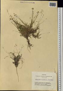 Sabulina kryloviana (Schischk.) Dillenb. & Kadereit, Siberia, Altai & Sayany Mountains (S2) (Russia)