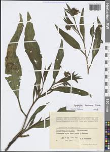 Symphytum tanaicense Steven, Eastern Europe, Lower Volga region (E9) (Russia)