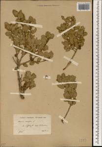 Quercus coccifera L., South Asia, South Asia (Asia outside ex-Soviet states and Mongolia) (ASIA) (Turkey)