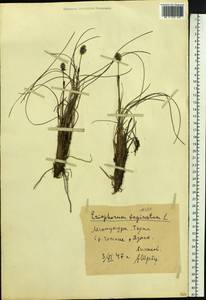 Eriophorum vaginatum L., Siberia, Altai & Sayany Mountains (S2) (Russia)