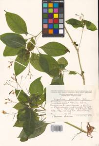 Impatiens parviflora, Eastern Europe, Moscow region (E4a) (Russia)