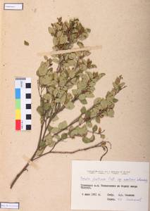 Betula fruticosa Pall., Siberia, Altai & Sayany Mountains (S2) (Russia)