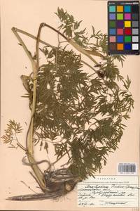 Cenolophium fischeri (Spreng.) W.D.J.Koch, Eastern Europe, Moscow region (E4a) (Russia)