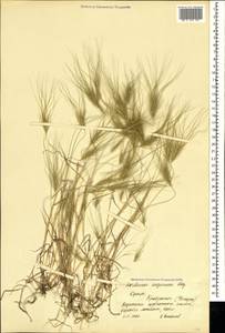 Taeniatherum caput-medusae (L.) Nevski, Crimea (KRYM) (Russia)