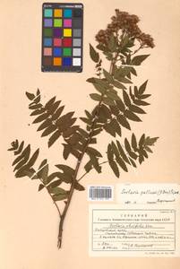 Sorbaria pallasii (G. Don) Pojark., Siberia, Russian Far East (S6) (Russia)