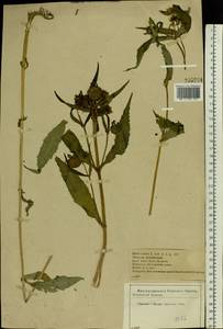 Bidens cernua L., Eastern Europe, Central forest-and-steppe region (E6) (Russia)