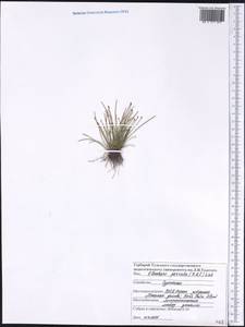 Eleocharis parvula (Roem. & Schult.) Link ex Bluff, Nees & Schauer, America (AMER) (United States)
