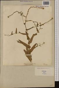 Myagrum perfoliatum L., Western Europe (EUR) (Italy)