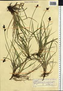 Carex bigelowii subsp. arctisibirica (Jurtzev) Á.Löve & D.Löve, Siberia, Yakutia (S5) (Russia)