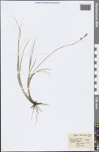 Carex brunnescens (Pers.) Poir., Eastern Europe, Central forest region (E5) (Russia)