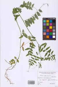 Vicia sepium L., Eastern Europe, North-Western region (E2) (Russia)