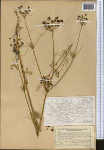 Elwendia setacea (Schrenk) Pimenov & Kljuykov, Middle Asia, Dzungarian Alatau & Tarbagatai (M5) (Kazakhstan)