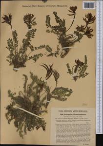 Astragalus monspessulanus, Western Europe (EUR) (Romania)