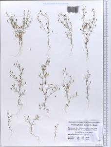 Psammophiliella muralis (L.) lkonn., Eastern Europe, Central region (E4) (Russia)