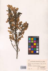 Cytisus scoparius (L.) Link, Eastern Europe, Belarus (E3a) (Belarus)